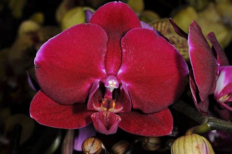 phalaenopsis rolex red diamond|phalaenopsis part 2 pictures.